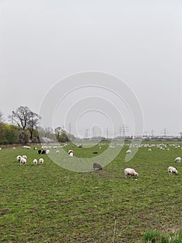 The flock of sheep in the field and behind high electricity poles