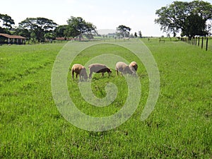 Flock of sheep in the field photo