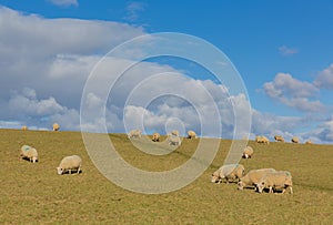 Flock of sheep in a field in spring