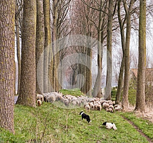 Flock of sheep in Flanders