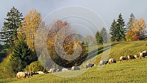 Flock of sheep in foggy morning in autumn mountains