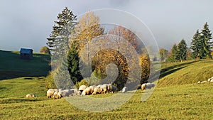 Flock of sheep in foggy morning in autumn mountains