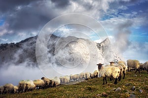 Flock of sheep on foggy mountains