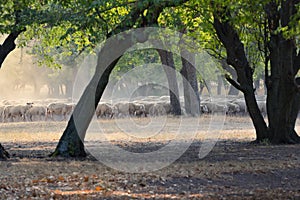 Flock of sheep in forest
