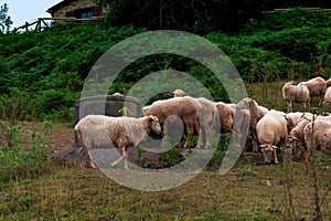A flock of sheep French Pyrenees