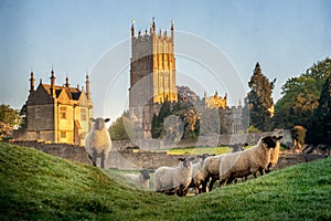 Cotswold sheep near Chipping Campden in Gloucestershire with Church in background