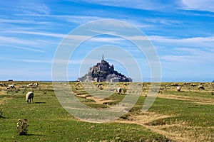 Flock of sheep in front of the Mont Saint Michel abbey. Mont Saint-Michel, Normandy, France