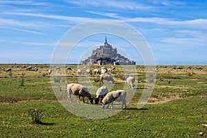 Flock of sheep in front of the Mont Saint Michel abbey. Mont Saint-Michel, Normandy, France