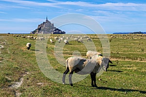 Flock of sheep in front of the Mont Saint Michel abbey. Mont Saint-Michel, Normandy, France