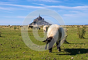 Flock of sheep in front of the Mont Saint Michel abbey. Mont Saint-Michel, Normandy, France