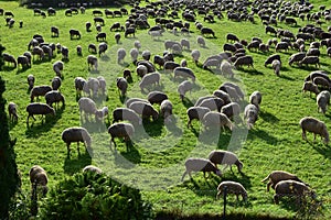 Flock of sheep goat meadow shepherd grass