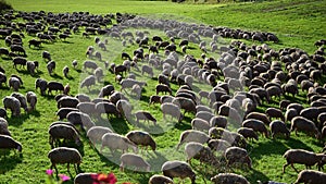 Flock of sheep goat meadow shepherd grass