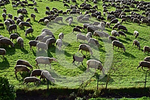 Flock of sheep goat meadow shepherd grass