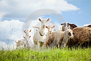 Flock of sheep and goat on pasture in nature