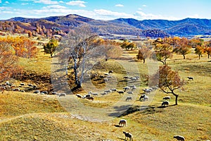 Flock of sheep or goats and autumn trees