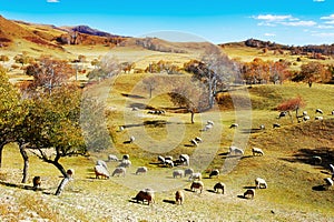 Flock of sheep or goats on the grassland