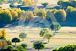 The flock of sheep or goats on the grassland of Toad dam