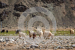 Flock Of sheep or goats grazing before barren mountains