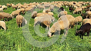 Flock of sheep and goats grazing in green spring meadow