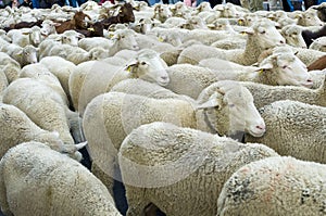 Flock of sheep and goats during the sheep transhumance festival passing through Madrid Spain photo