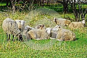 Flock of sheep in Gorenki estate in Balashikha near Moscow, Russia