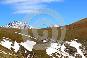 Flock of sheep in Gran Sasso Park, Apennines, Italy