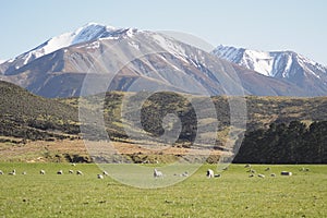 Flock of sheep on grass field on hill. Sky, alps, and lake in background.