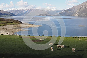 Flock of sheep on grass field on hill. Sky, alps, and lake in background.
