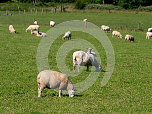 A flock of sheep on a grass meadow in summer. Livestock farm in Ireland. Grazing animals on the farm. Herd of sheep on green grass