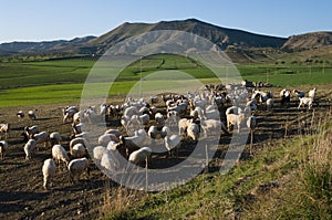 Flock of sheep and grassland