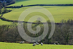 Flock of sheep graze on a farmland
