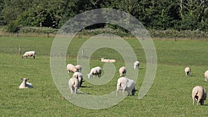 A flock of sheep graze on a fenced farmer`s field on a sunny summer day. Agricultural landscape. Animal husbandry, sheep grazing