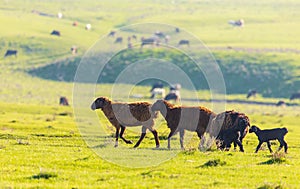 A flock of sheep graze in a field in spring