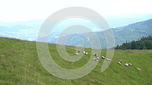 A flock of sheep graze on a green field near a village high in the mountains, general view. Place for your text or video design