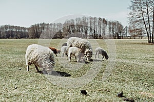 A flock of sheep graze on a green meadow under the midday sun, close-up photo