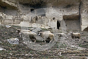 Flock of sheep graze on a hillside with an abandoned medieval cave town in the background