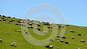 flock of sheep graze on mountain