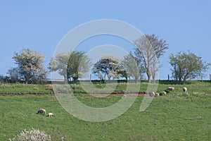 Flock of sheep graze a ridge, with background of clear blue sky