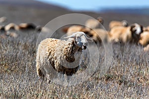 Flock of sheep graze in steppe