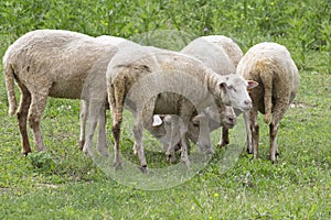 Flock of sheep is grazed on a pasture