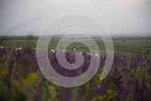 A flock of sheep grazes on a beautiful large and green meadow, against the background of the horizon and field purple flowers