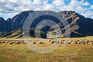 A flock of sheep grazes at the foot of the mountain