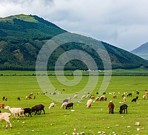 A flock of sheep grazes in a grassland gorge with mountains in the backdrop