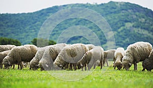 Flock of sheep grazes on a green field