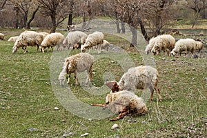 A flock of sheep grazes in the meadow. A pregnant sheep gives birth to a lamb