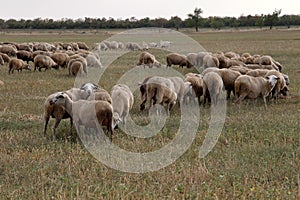 Flock of sheep grazes in nature. Countryside, agriculture. Natural rustic background. Pet walk. Selective focus. Beautiful animals