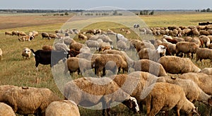 Flock of sheep grazes in nature. Countryside, agriculture. Natural rustic background. Pet walk. Selective focus. Beautiful animals