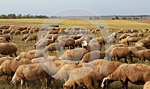 Flock of sheep grazes in nature. Countryside, agriculture. Natural rustic background. Pet walk. Selective focus. Beautiful animals