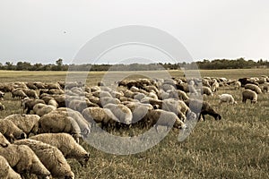 Flock of sheep grazes in nature. Countryside, agriculture. Natural rustic background. Pet walk. Selective focus. Beautiful animals