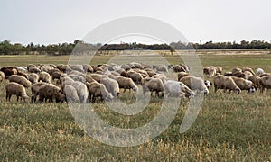 Flock of sheep grazes in nature. Countryside, agriculture. Natural rustic background. Pet walk. Selective focus. Beautiful animals